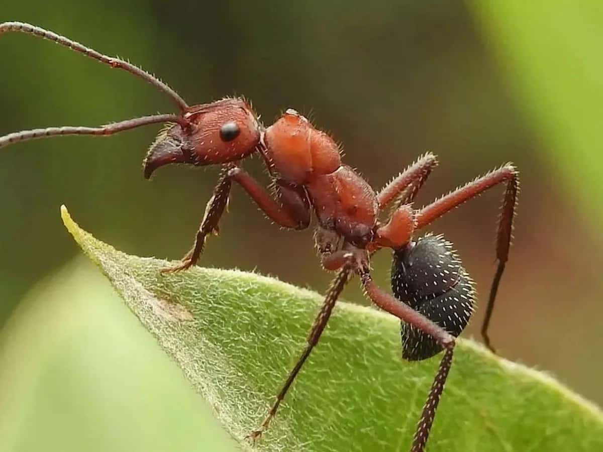 Ants