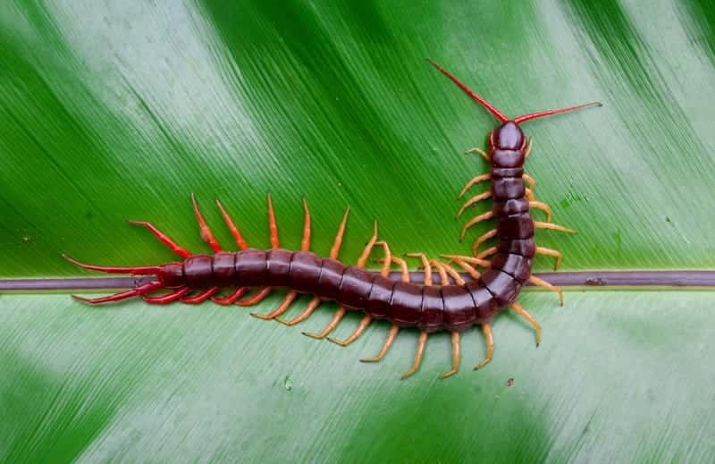 Centipedes
