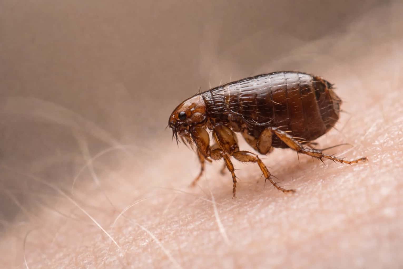 Fleas