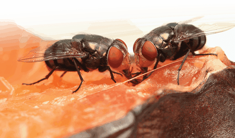 Flies