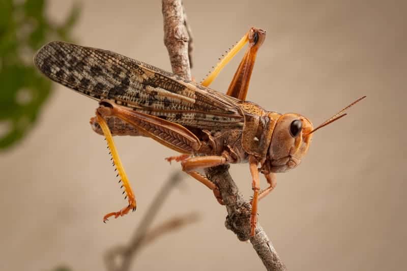 Locust