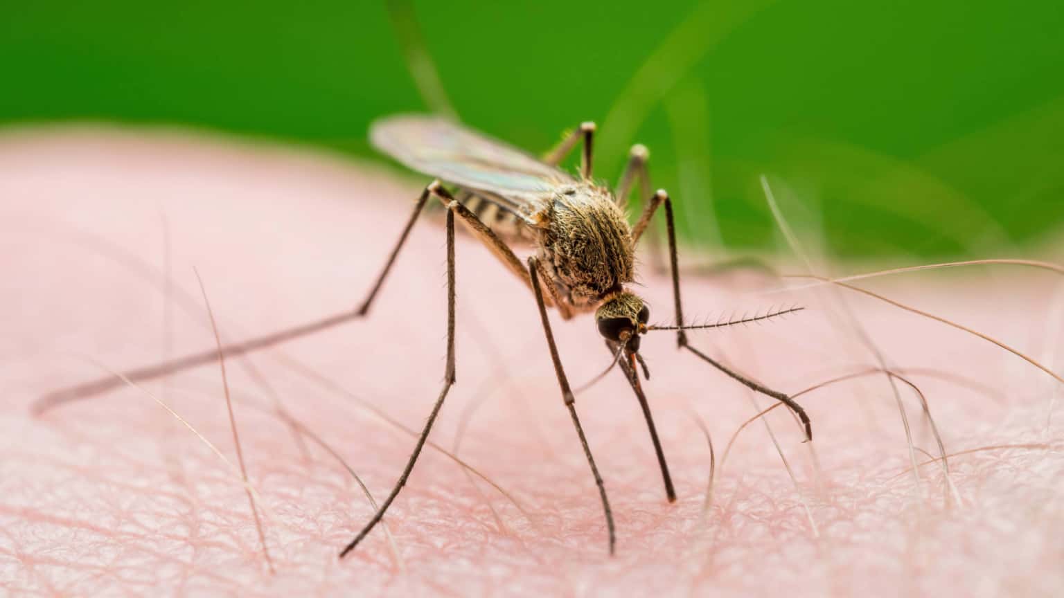 Mosquitoes