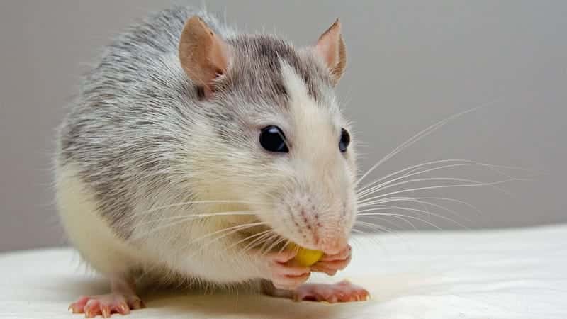 Rats