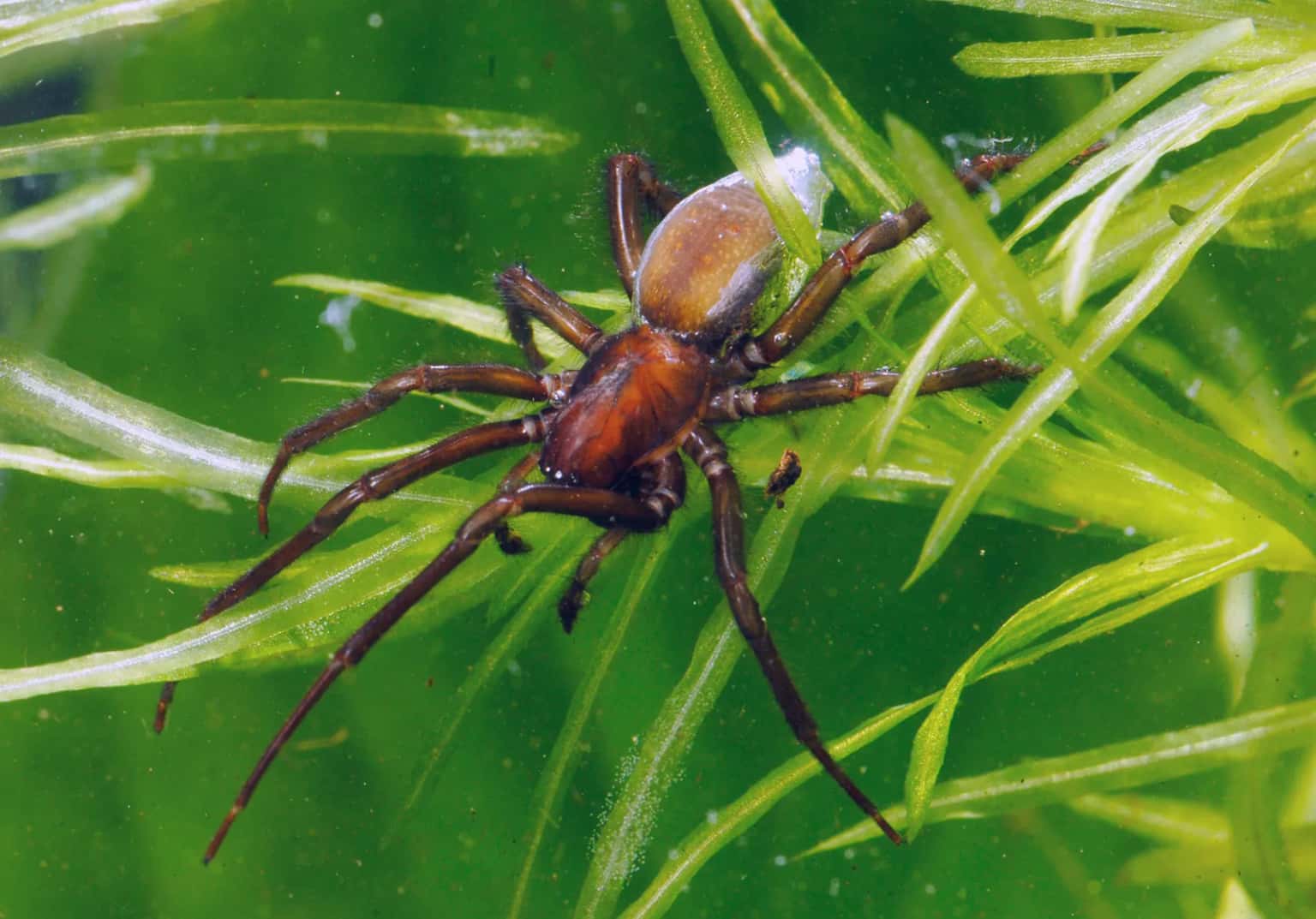 Spiders